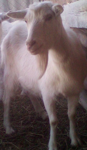 Продается доеная коза безрогая 3 литра удой с козлятами 5 месяцев козлята козлики мальчики