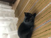 Найдена кошка