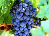 Куплю черные сорта винограда