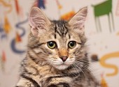 Красавец Вениамин, ласковый и умный котенок-подросток в добрые руки