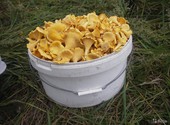 Продам грибы-лисички свежие