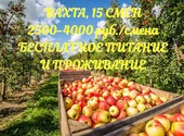 Разнорабочий на сбор яблок Вахта 15/30 смен