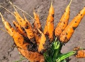 Лучшие сорта моркови мелким и крупным оптом в Барнауле, Новоалтайске и Бийске