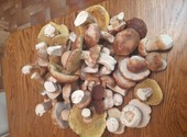 Тамбовские белые грибы