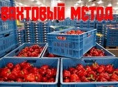 Поданное объявление: Работа без опыта Москва Упаковщики Овощи Вахта