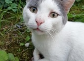 Красивый, ласковый котик Лапушок ищет добрых хозяев и дом!